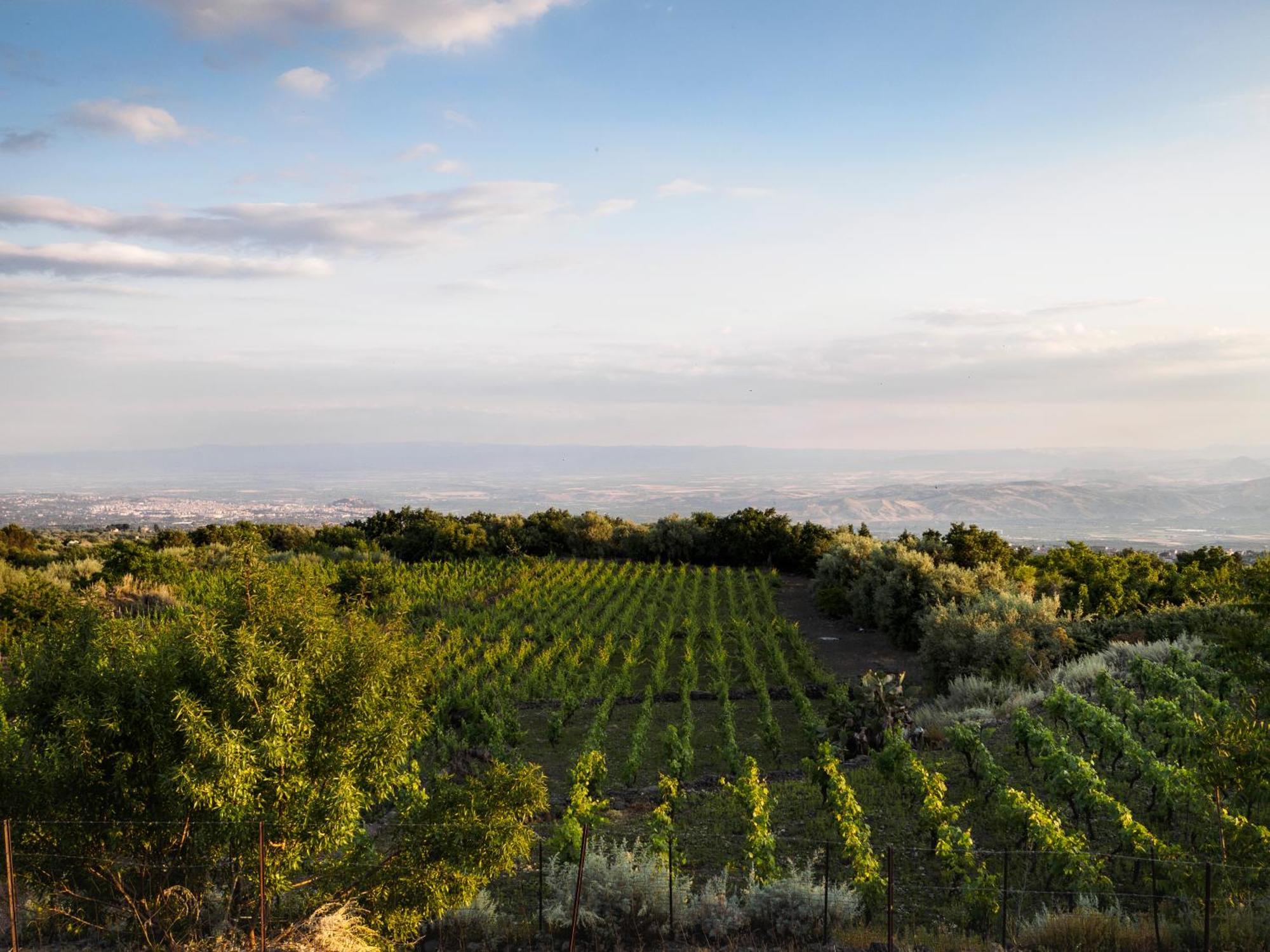 Podere Dell'Etna Segreta - Essential Nature Hotel & Glamping ビアンカヴィッラ エクステリア 写真