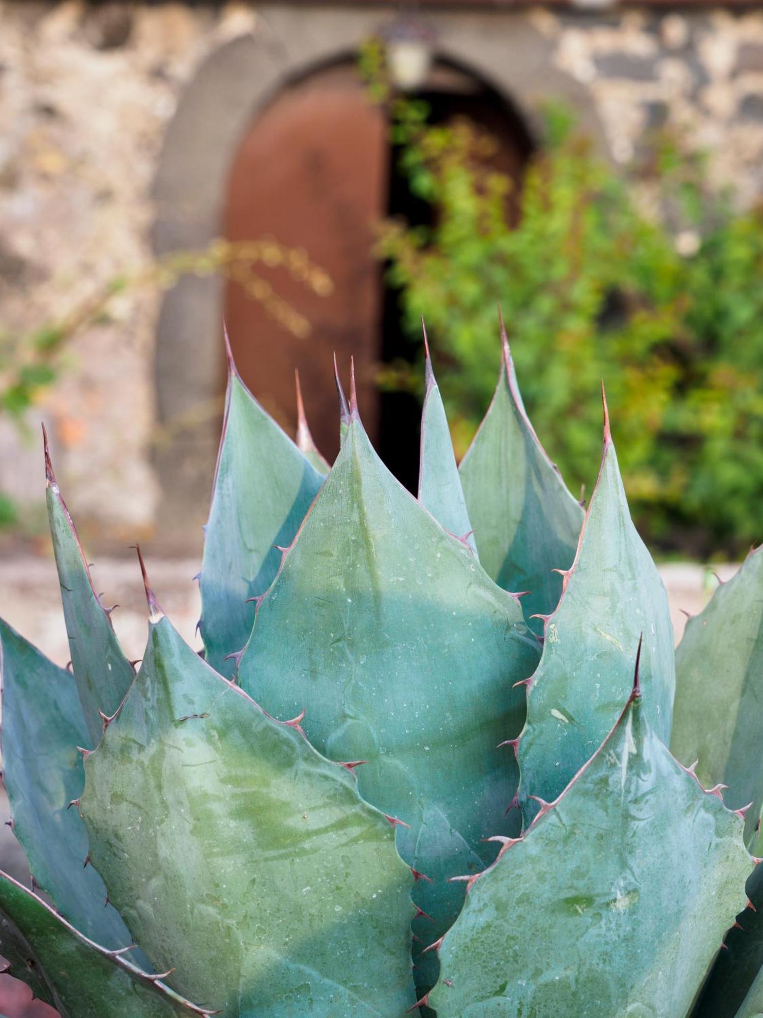 Podere Dell'Etna Segreta - Essential Nature Hotel & Glamping ビアンカヴィッラ エクステリア 写真